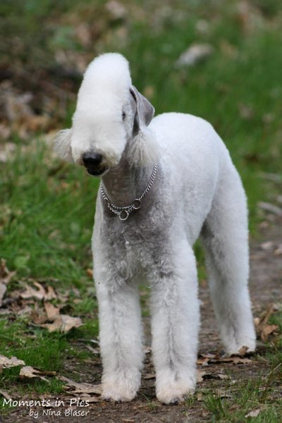 2010-05-23 Airis Blue Volshebny Svet Walk (3).jpg